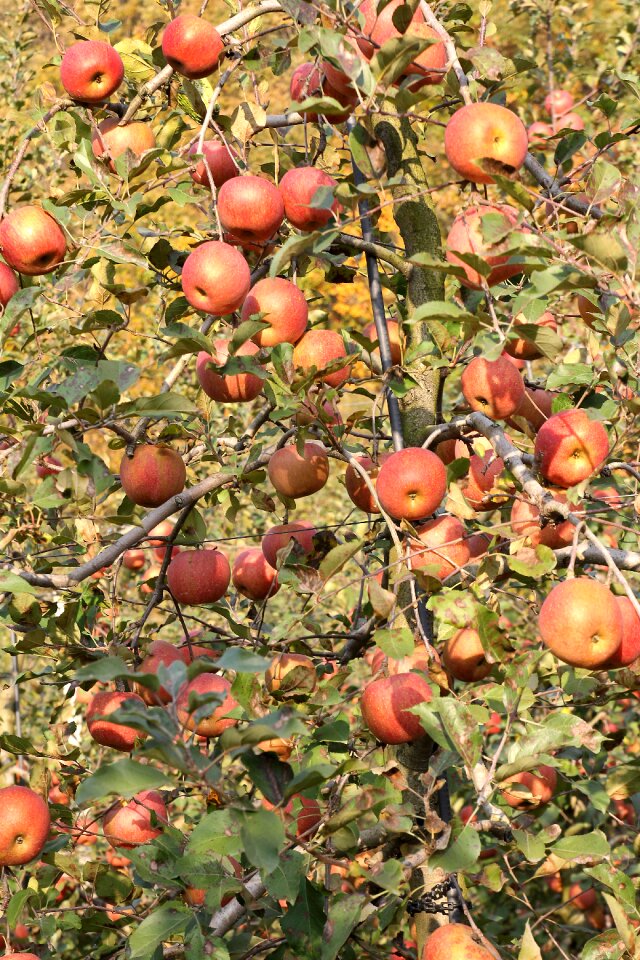 Tree fruit branch