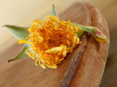 Stamen leaf leaves