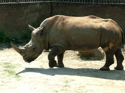 Rhino white rhino animal photo