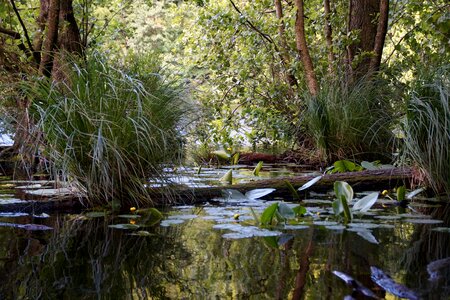 Edge of the pond water still life nature