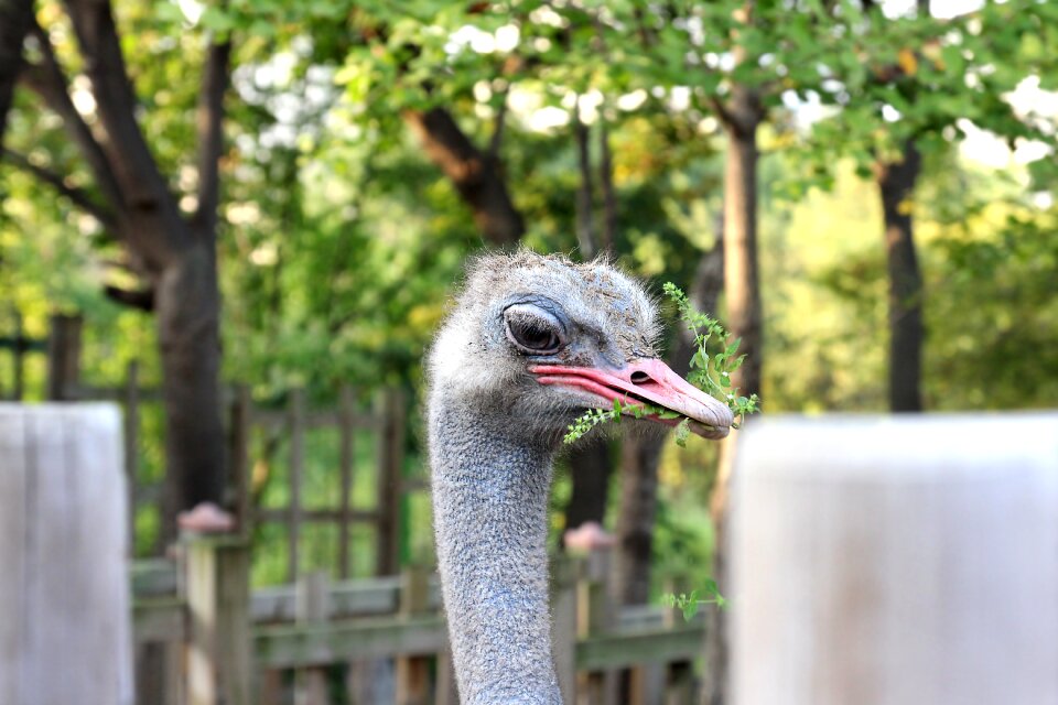 Wildlife head flightless