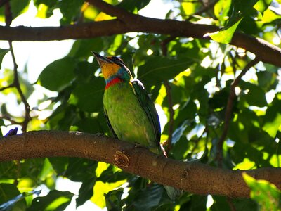 Monk quasi woodpecker muller's barbet photo