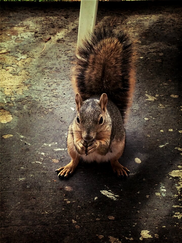 Animal wildlife cute