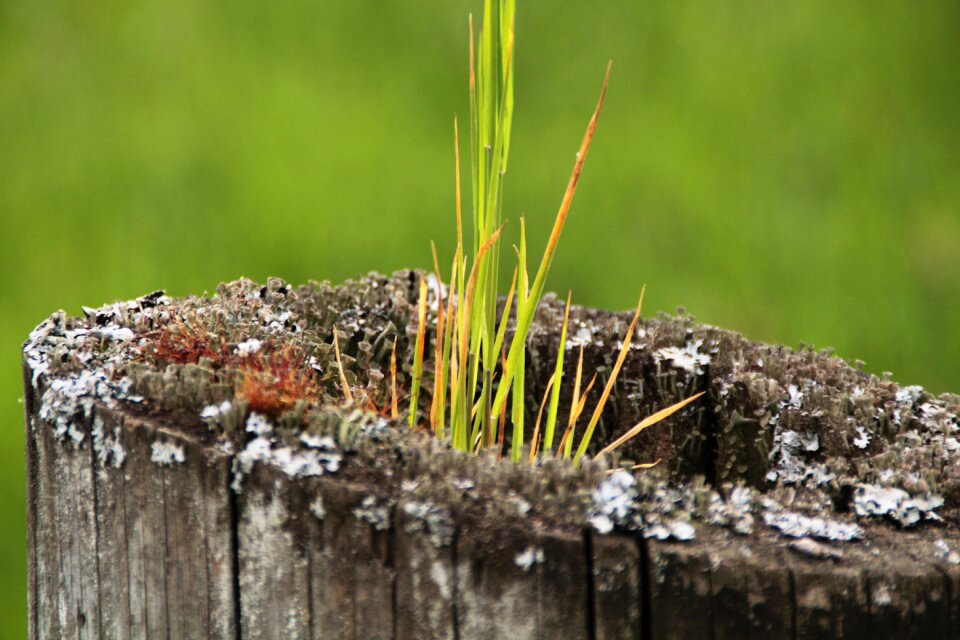 Meadow plant strains