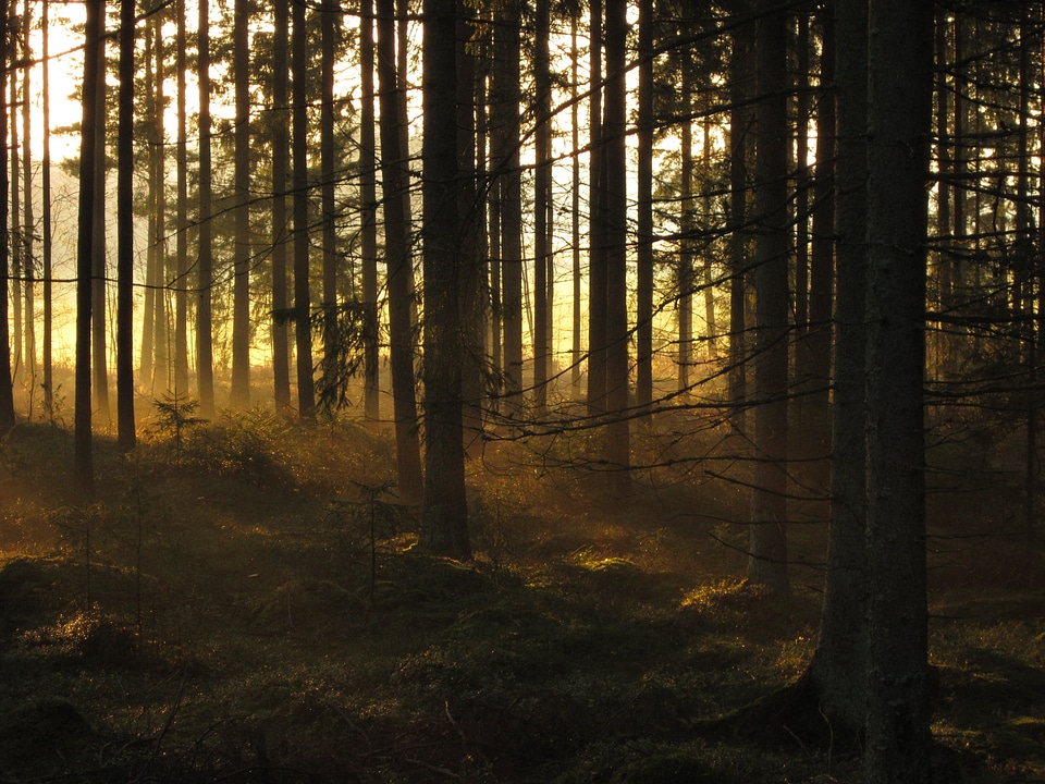 Sunrise morning woods