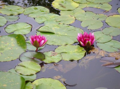 Flower lotus pond