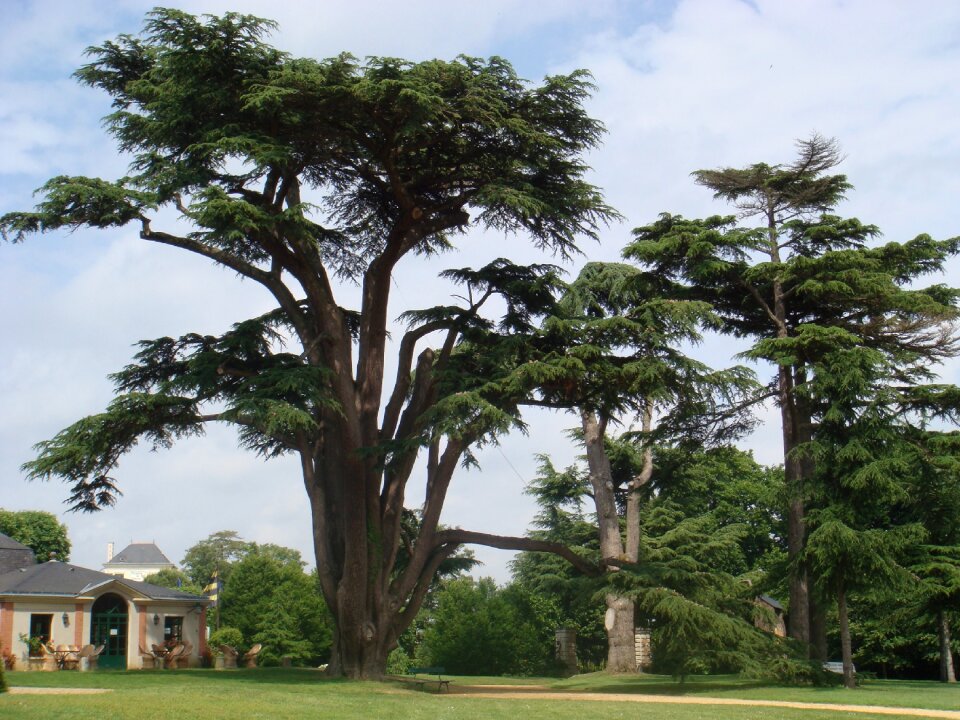 Trees castle france