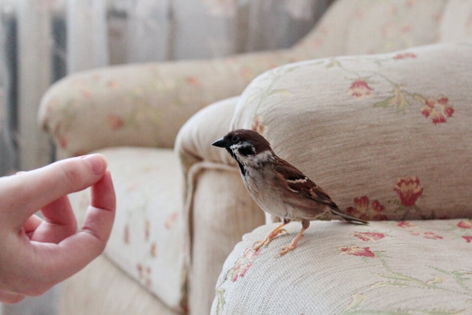 Birds sparrows manual