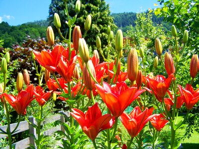 Lily orange-red flower summer flower
