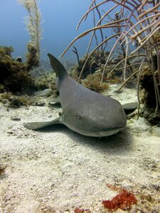 Underwater water fish