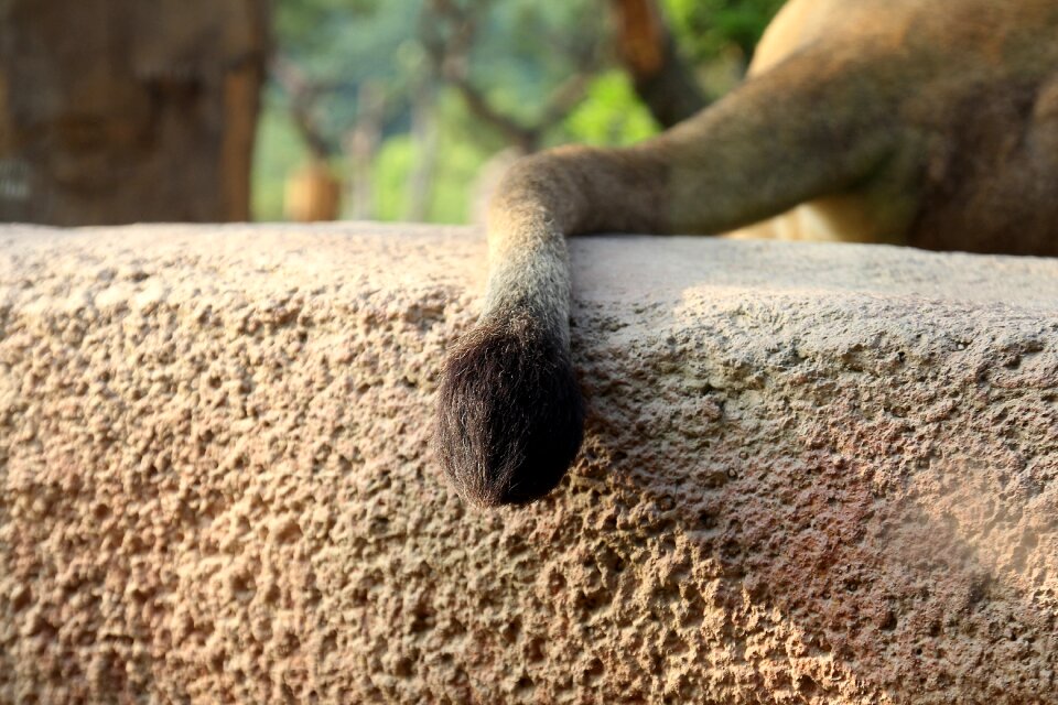 Sitting hair animal