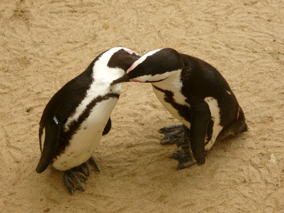Animal world water bird antarctica