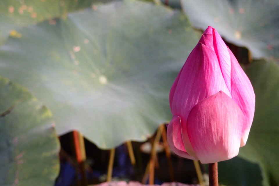 Lotus leaf flower pink
