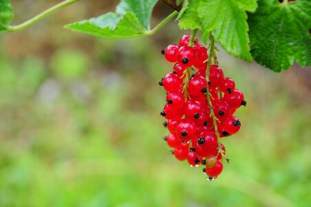 Fruits berries soft fruit
