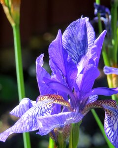Flower shage violet