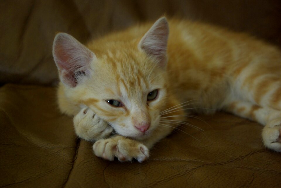 Nap cute ginger photo