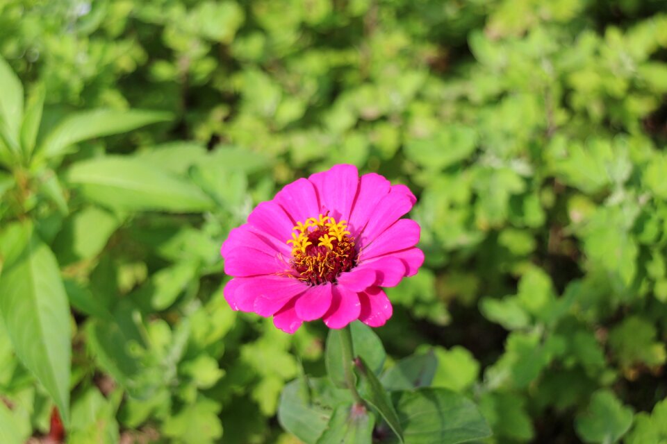 Plants flower affix