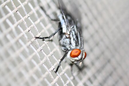 Pest eye
