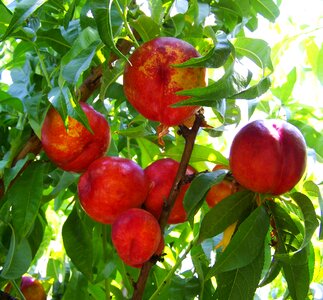 Red peach ripe fruit summer