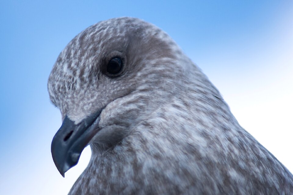 Young bird plumage water bird