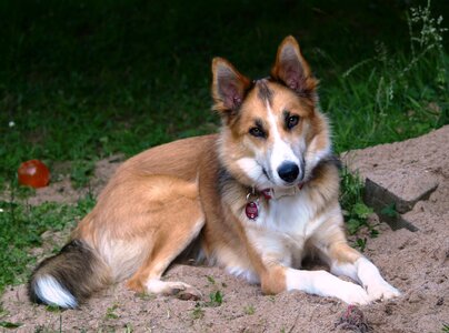 Concerns pretty young dog