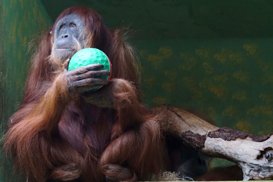 Monkey oran utan dreamy