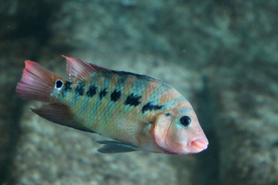 Underwater aquarium