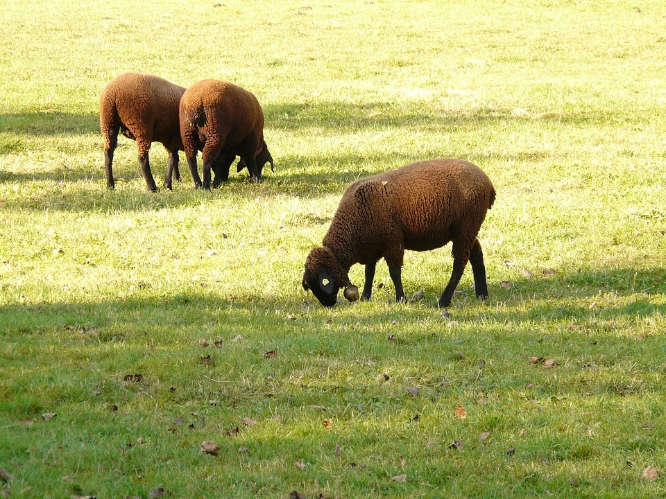 Elbe sheep breed of sheep meadow
