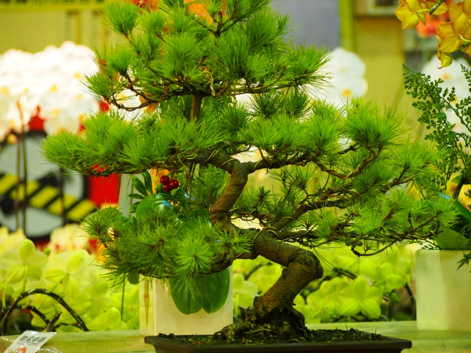 Potted plants taipei the flower market