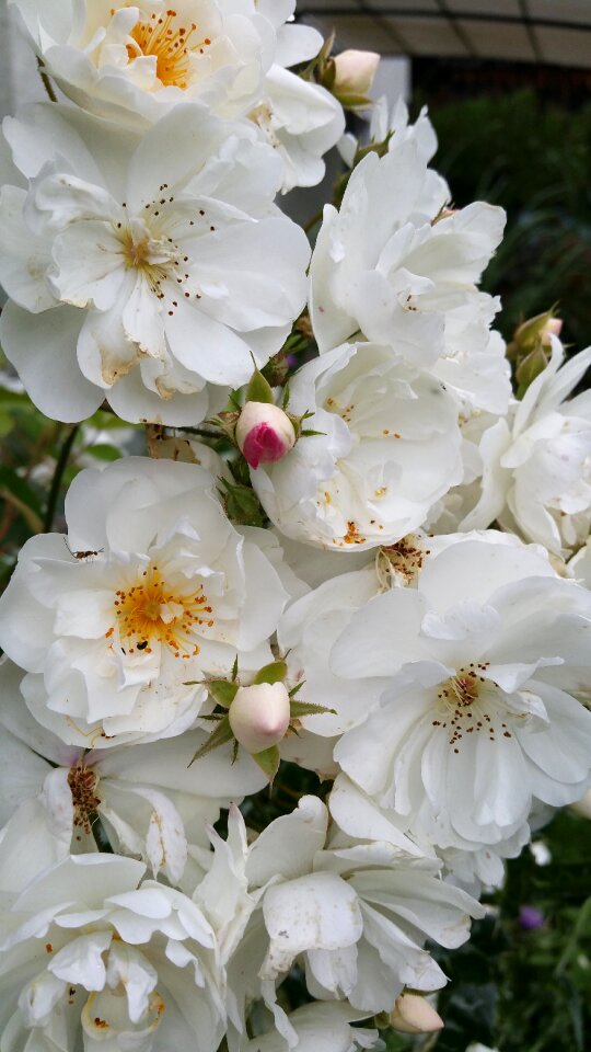 Umbel fragrant white