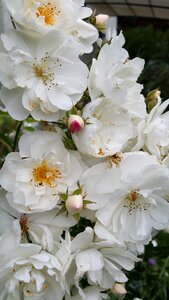 Umbel fragrant white photo