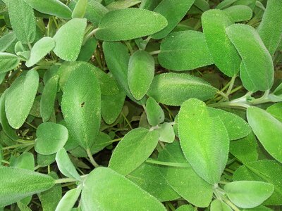Kitchen leaves green
