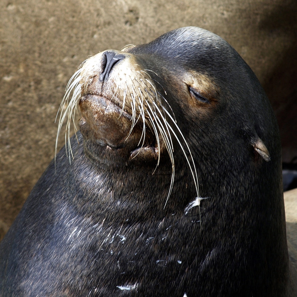 Pacific ocean mammal