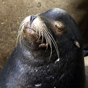 Pacific ocean mammal