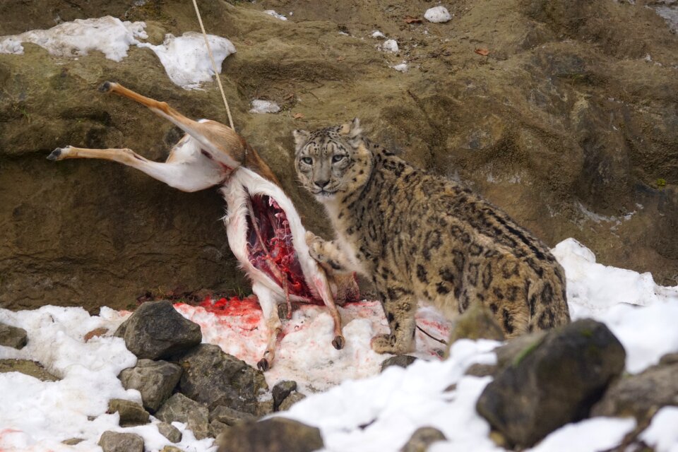 Snow leopard food eat