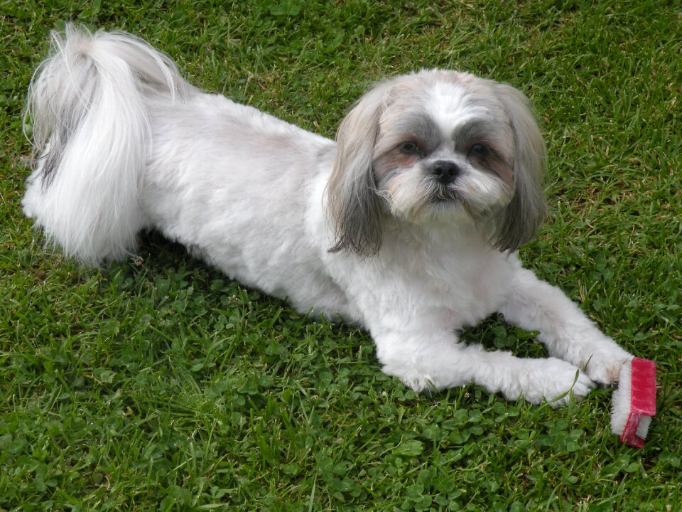 Shih tzu bitch race