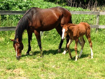 Farm baby animals cute