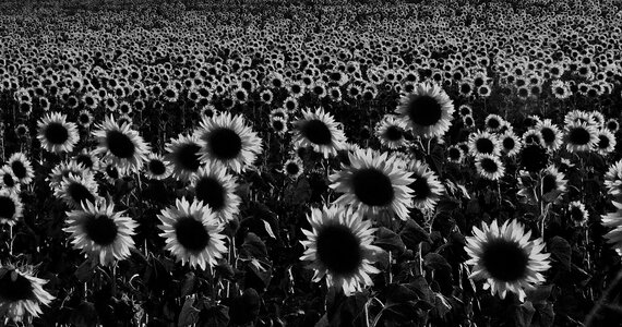 Spanish flowers countryside