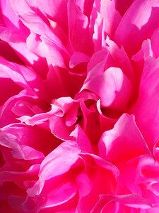 Spring floral summer
