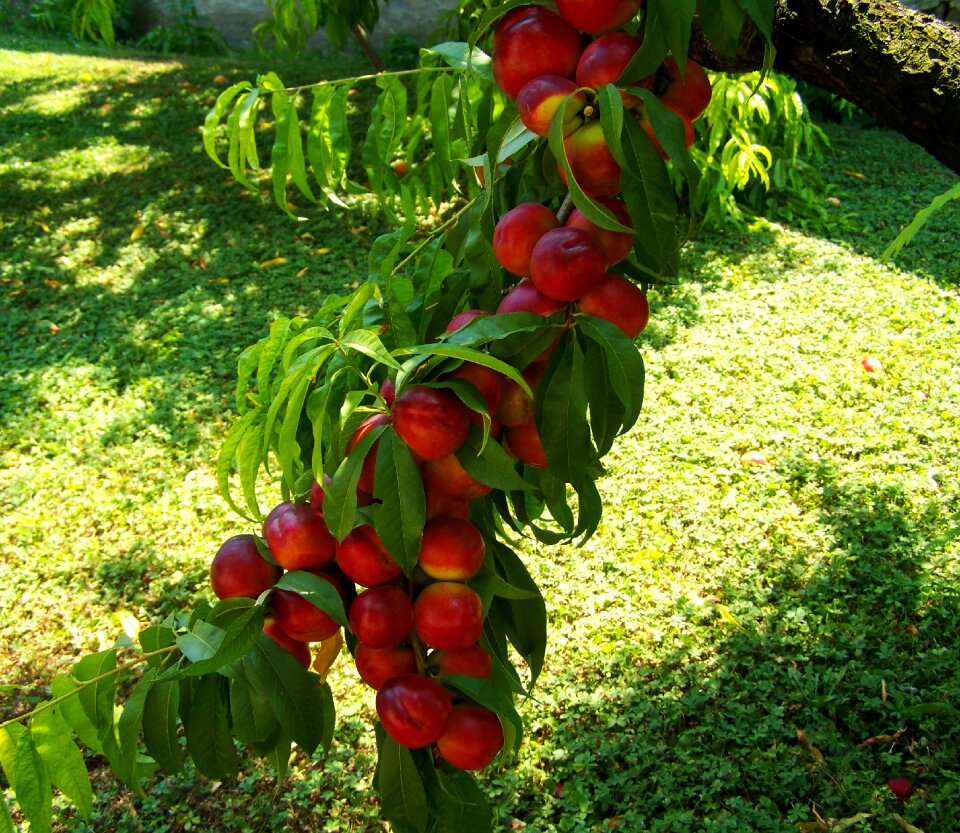 Red peach ripe fruit summer