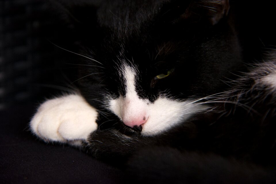 Cat face black and white fur