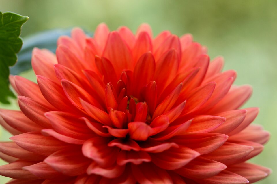 Blossom bloom close up