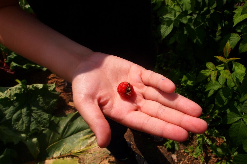 Summer garden picking
