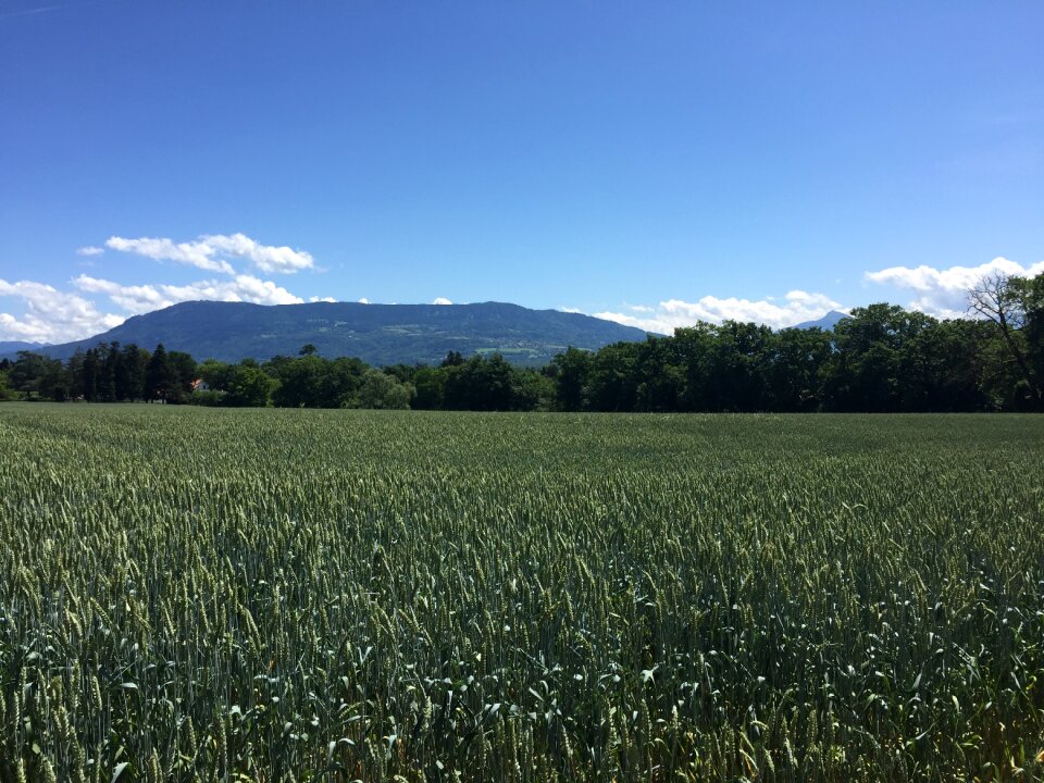 Cornfield rural tranquility