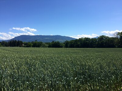 Cornfield rural tranquility