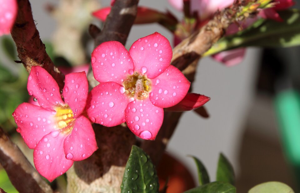 Desert yellow pink
