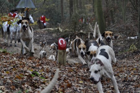 Dogs forest drag