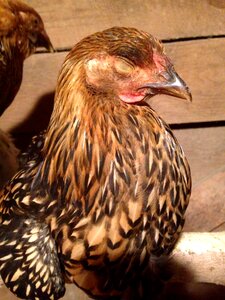 Agriculture poultry young