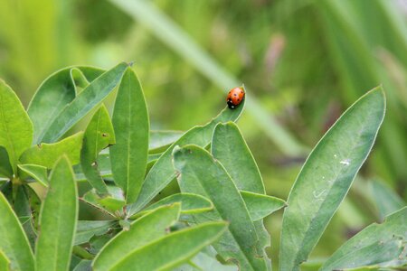 Beetle insect flower photo