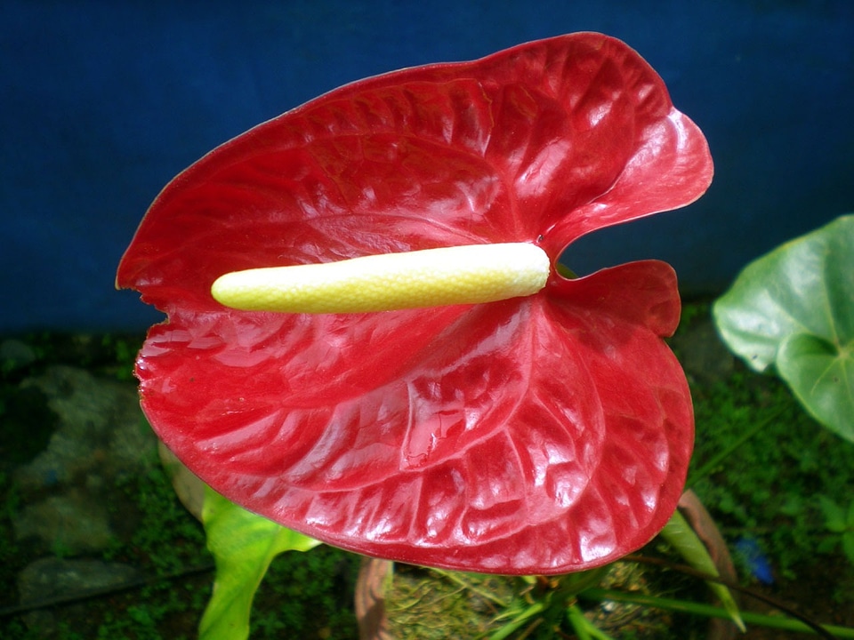 Garden plant araceae